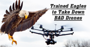 police-eagle-drone-hunting